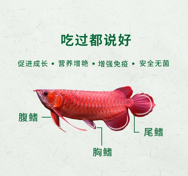 羅漢魚與龍魚混養：羅漢魚與龍魚混養的注意事項