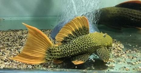 羅漢魚與龍魚混養：羅漢魚與龍魚混養的注意事項