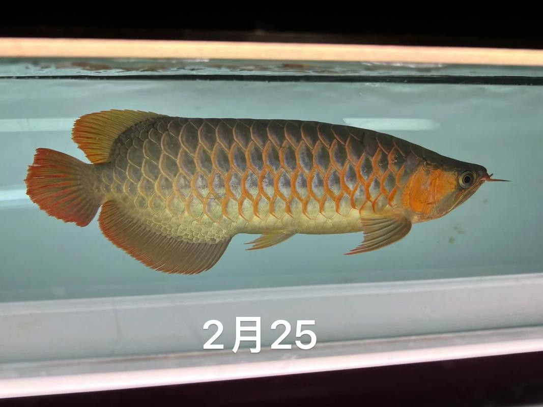 金龍魚可以和銀龍魚一起養嗎圖片