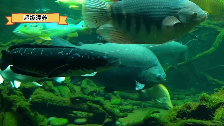 金龍魚可以和銀龍魚一起養嗎圖片