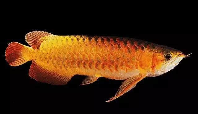 金龍魚可以和銀龍魚一起養嗎圖片