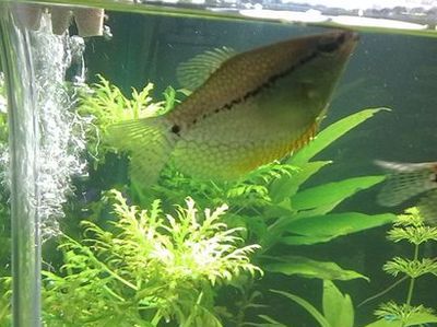 養(yǎng)龍魚水的ph值多少合適
