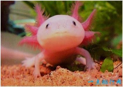 六角龍魚適合家養(yǎng)嗎，六角龍魚是否適合家養(yǎng)