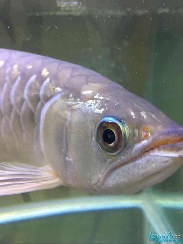 龍魚(yú)會(huì)掉眼嗎圖片