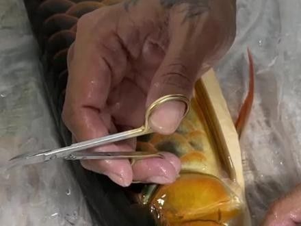 龍魚(yú)會(huì)掉眼嗎圖片