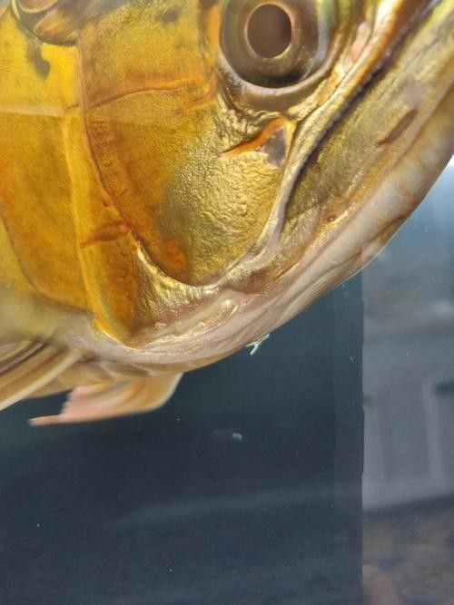 龍魚(yú)會(huì)掉眼嗎圖片
