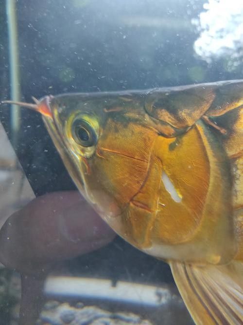 龍魚(yú)會(huì)掉眼嗎圖片