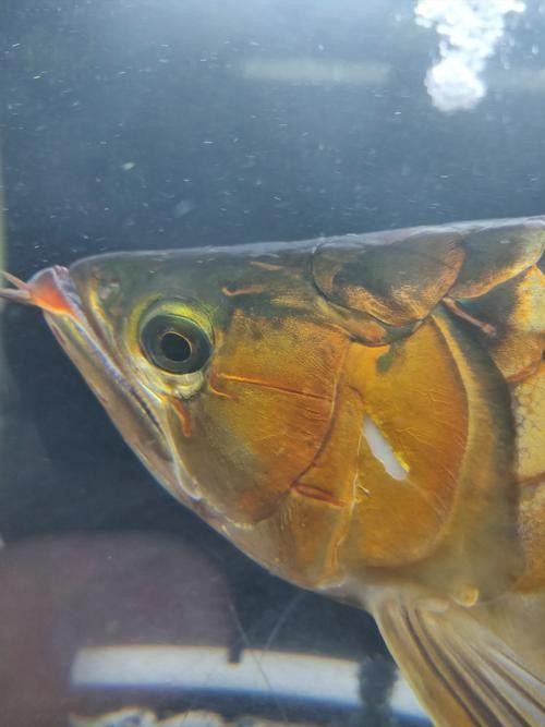 龍魚(yú)會(huì)掉眼嗎圖片