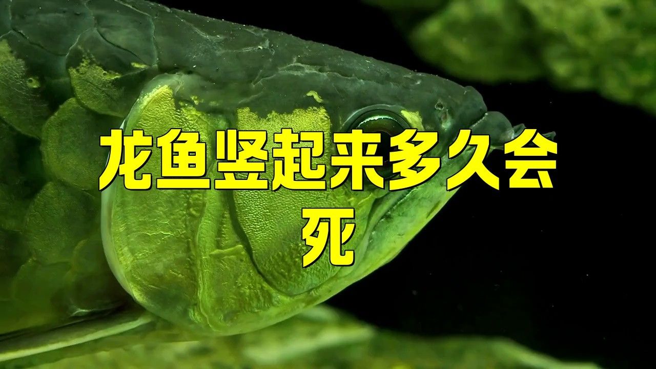 如何判斷龍魚是否感染了立鱗病？