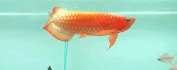 龍魚總是趴缸什么原因：龍魚趴缸可能是由哪些因素引起的？