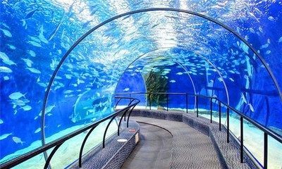 龍魚去眼手術多少錢一次：龍魚去眼手術的費用是多少