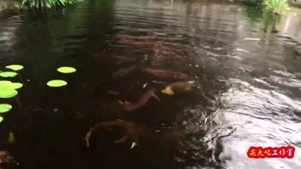紅龍魚喂食正確方法是什么（紅龍魚的喂養方法）