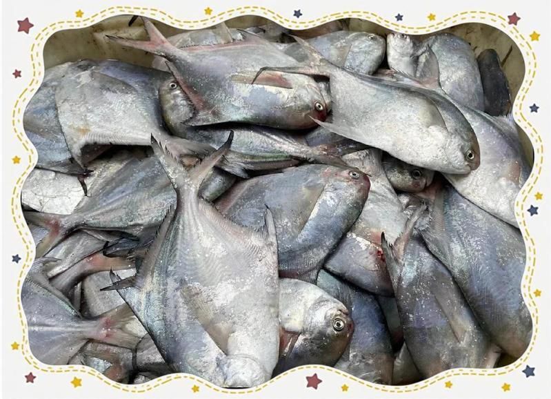 金鯧魚還是銀鯧魚好