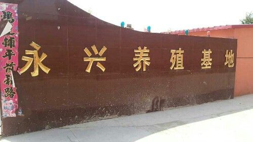 張家口龍魚缸養殖基地