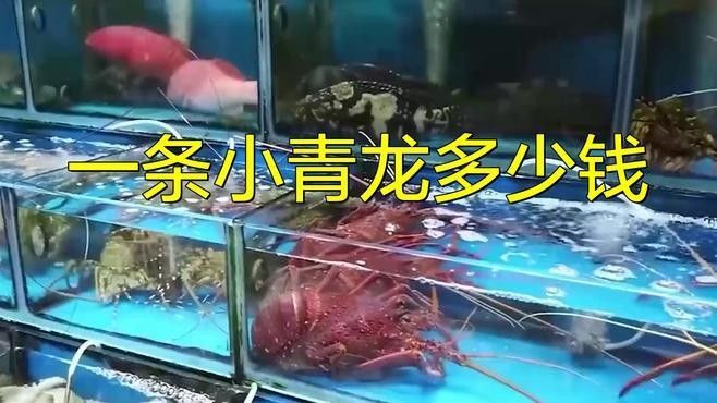 青龍魚價(jià)格多少錢一條圖片及價(jià)格
