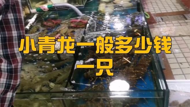 青龍魚價(jià)格多少錢一條圖片及價(jià)格