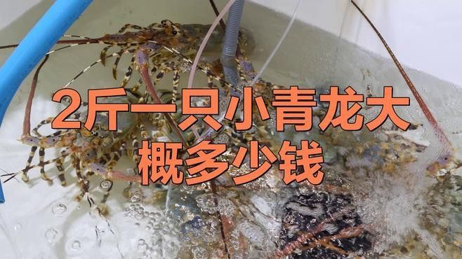 青龍魚價(jià)格多少錢一條圖片及價(jià)格
