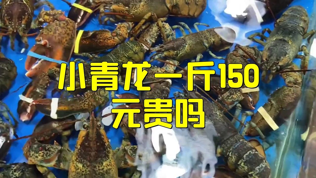 青龍魚價(jià)格多少錢一條圖片及價(jià)格