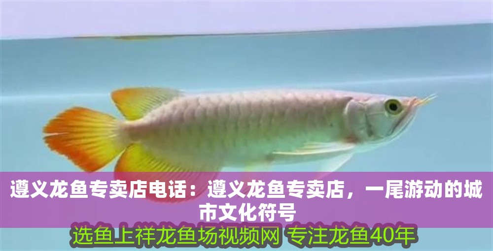 遵義龍魚專賣店電話：遵義龍魚專賣店，一尾游動的城市文化符號