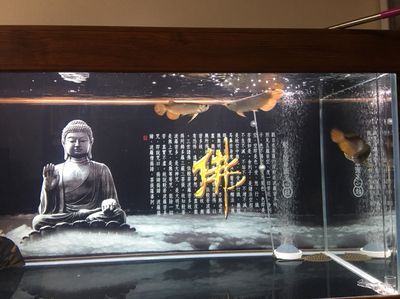 奶茶雷龍魚是哪國的品種：奶茶雷龍魚是一種原產于硬度阿薩姆地區的魚類品種