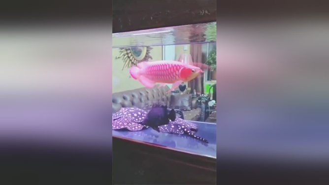 龍魚養(yǎng)了一年多還怕人：如何判斷龍魚是否健康