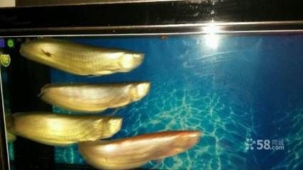龍魚養(yǎng)了一年多還怕人：如何判斷龍魚是否健康