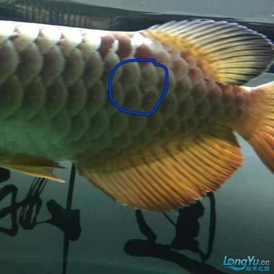 龍魚鱗片長白白的是什么魚：龍魚鱗片上出現白色物質可能是由于多種原因引起的