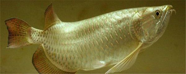 龍魚鱗片長白白的是什么魚：龍魚鱗片上出現白色物質可能是由于多種原因引起的