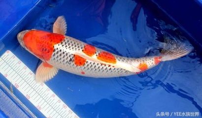 怎樣挑選金龍魚視頻教程：怎樣挑選金龍魚視頻，從入門到精通的選購指南