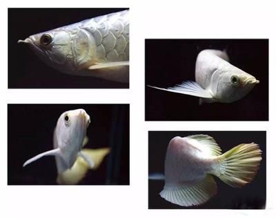 怎樣挑選金龍魚視頻教程：怎樣挑選金龍魚視頻，從入門到精通的選購指南