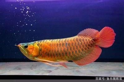 怎樣挑選金龍魚視頻教程：怎樣挑選金龍魚視頻，從入門到精通的選購指南