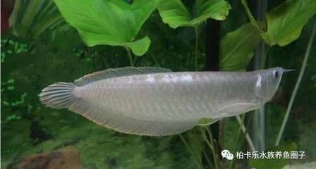 龍魚喜歡上層（龍魚為什么喜歡上層游動？）