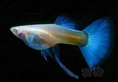 龍魚喜歡上層（龍魚為什么喜歡上層游動？）