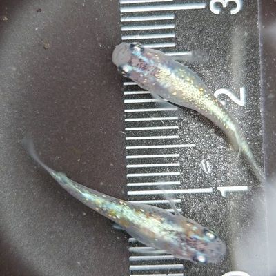 買紅龍魚的日記三年級上冊300字：《買紅龍魚的日記》