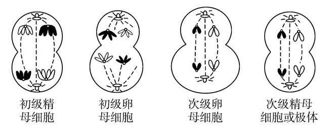 龍魚喂食時間：龍魚喂食時間的選擇對它們的生長和健康有重要影響