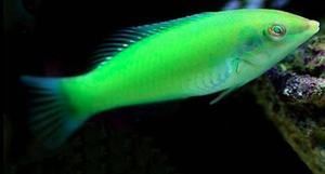 黃龍魚海水：黃龍魚是一種美麗且具有觀賞價值且具有觀賞價值的熱帶海水魚