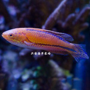 黃龍魚海水：黃龍魚是一種美麗且具有觀賞價值且具有觀賞價值的熱帶海水魚