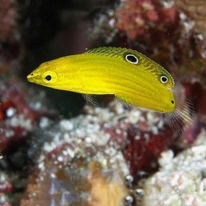黃龍魚海水：黃龍魚是一種美麗且具有觀賞價值且具有觀賞價值的熱帶海水魚