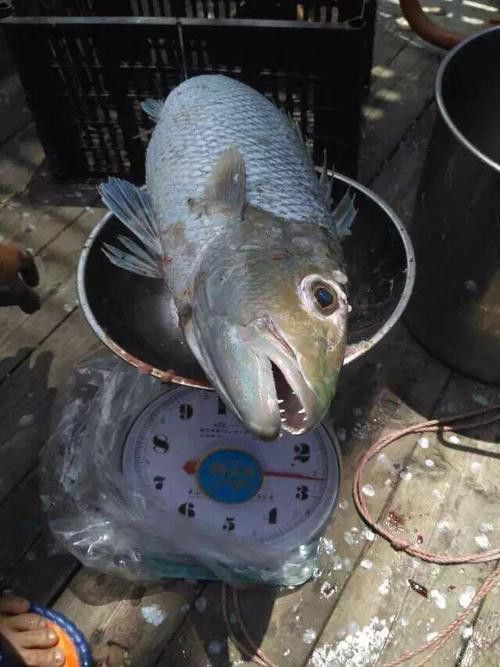 海底飛龍魚圖片大全高清