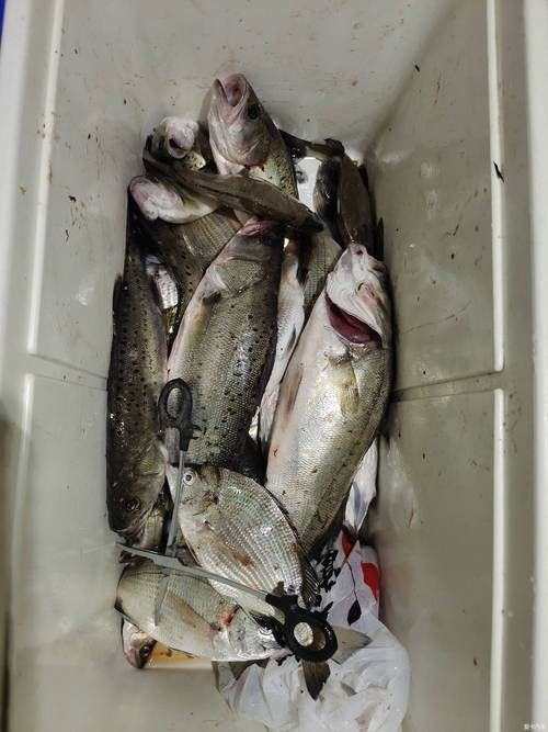 海底飛龍魚圖片大全高清