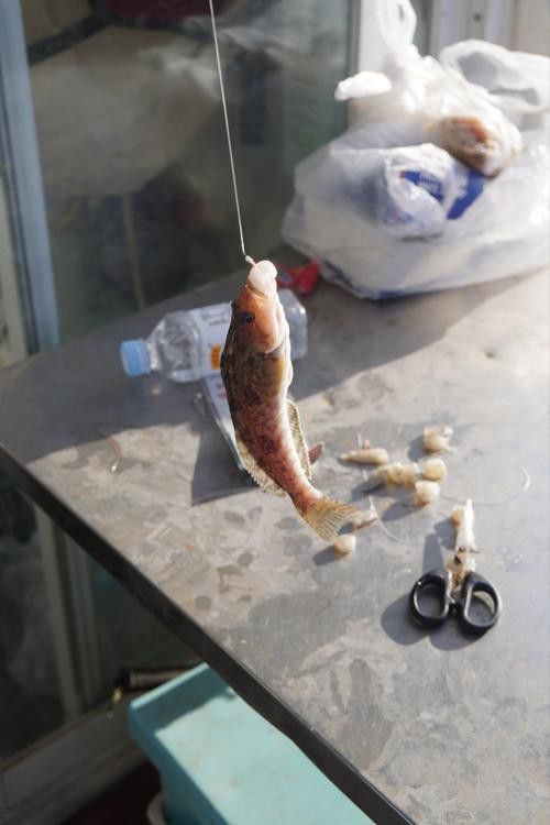 海底飛龍魚圖片大全高清