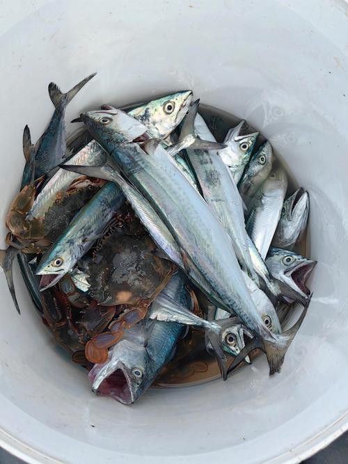 海底飛龍魚圖片大全高清