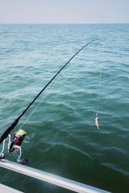海底飛龍魚圖片大全高清
