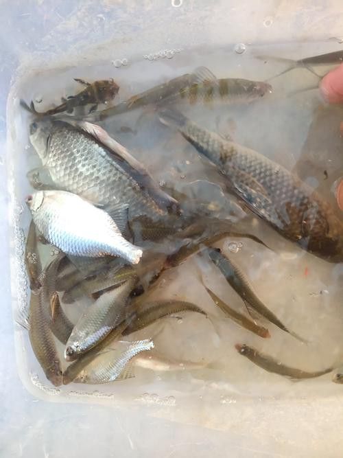 海底飛龍魚圖片大全高清