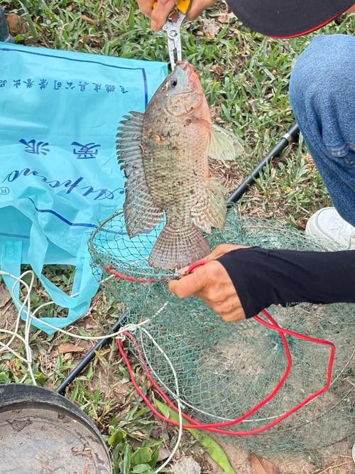 海底飛龍魚圖片大全高清