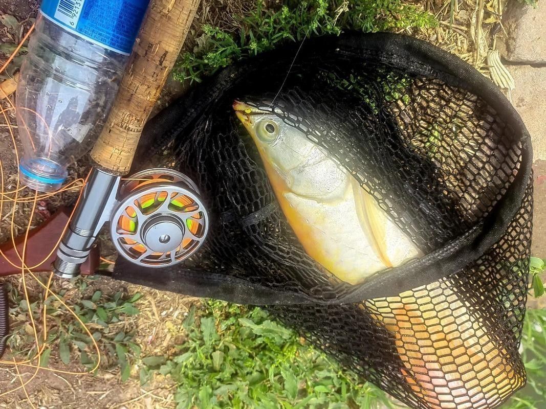 海底飛龍魚圖片大全高清