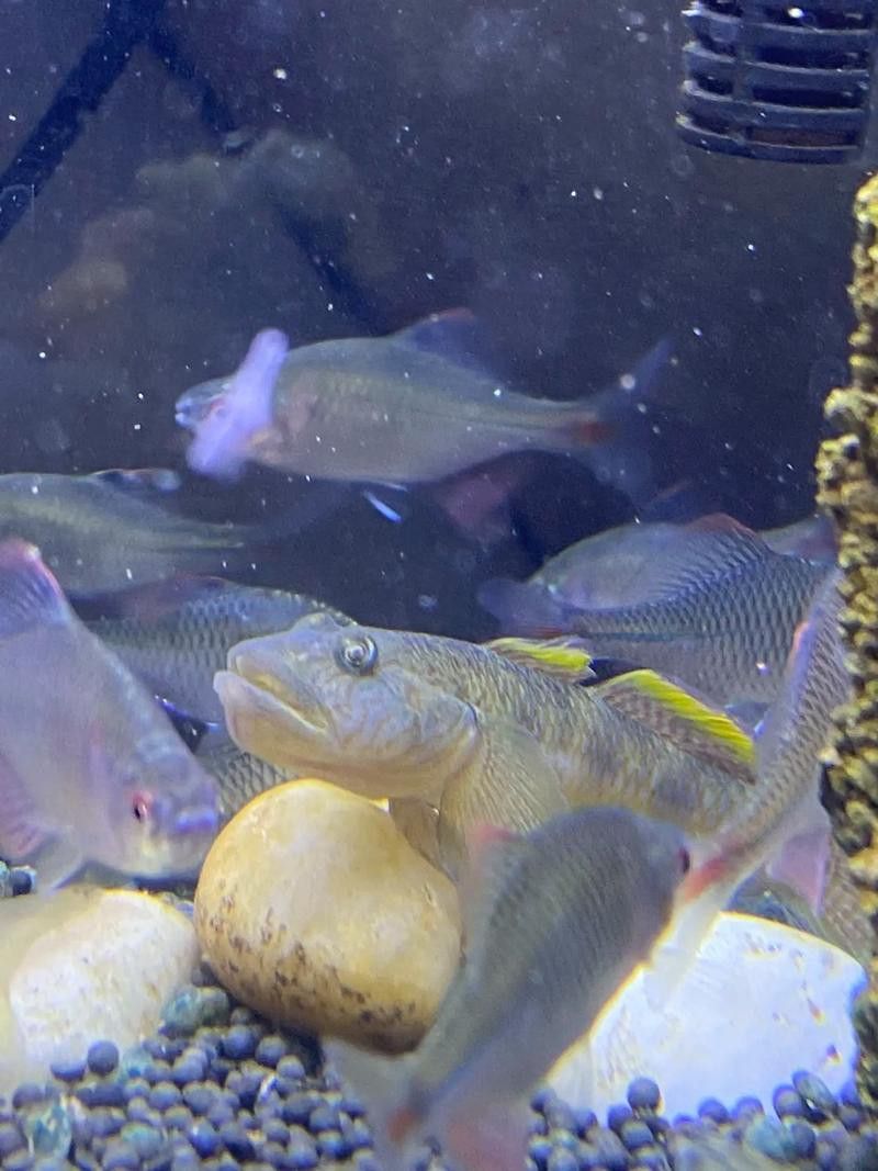 海底飛龍魚圖片大全高清