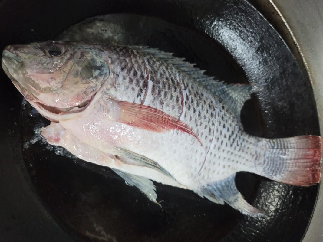 海底飛龍魚圖片大全高清