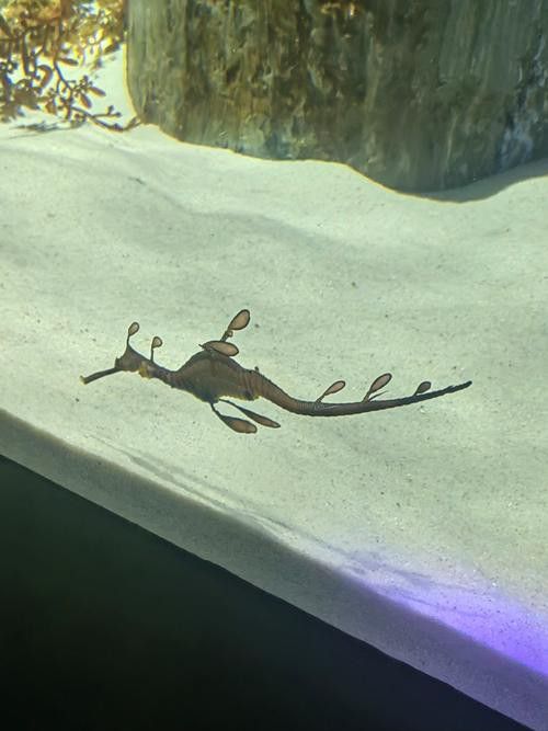 海底飛龍魚圖片大全高清