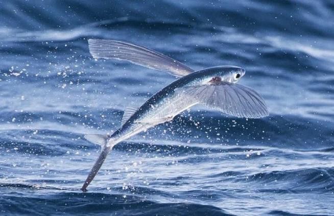 海底飛龍魚圖片大全高清